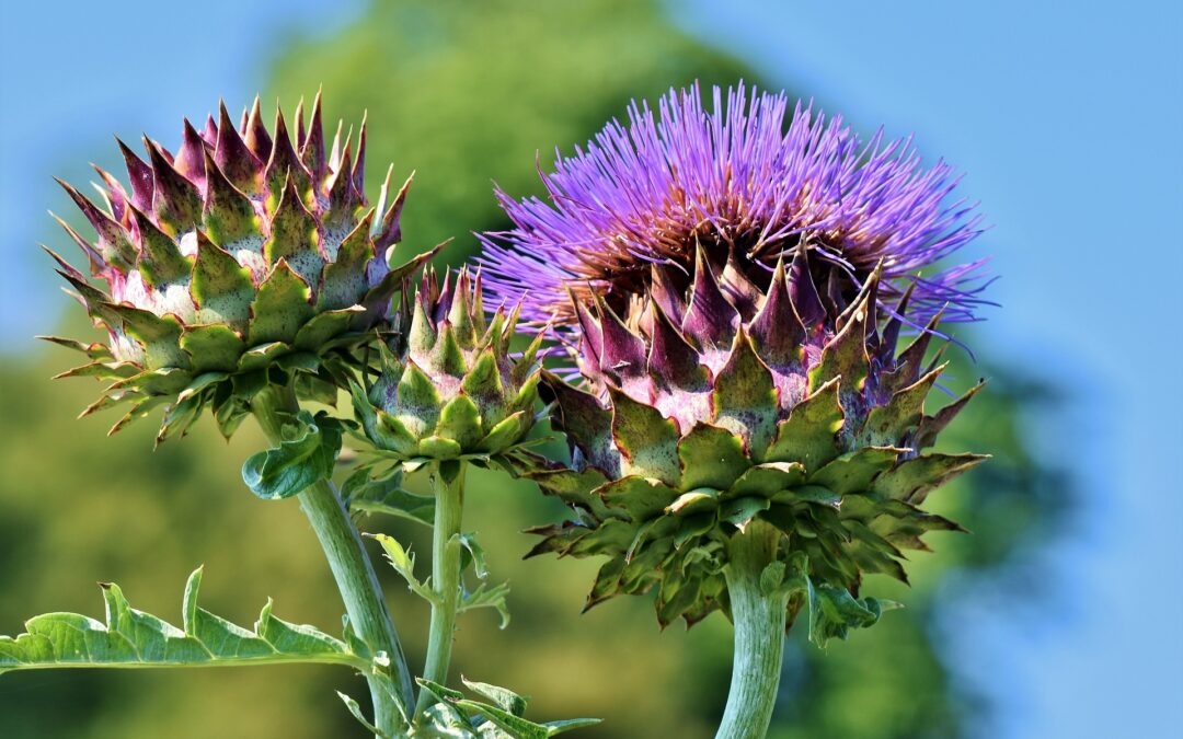 PlantNet Pflanzenbestimmung – App für Android & iOS